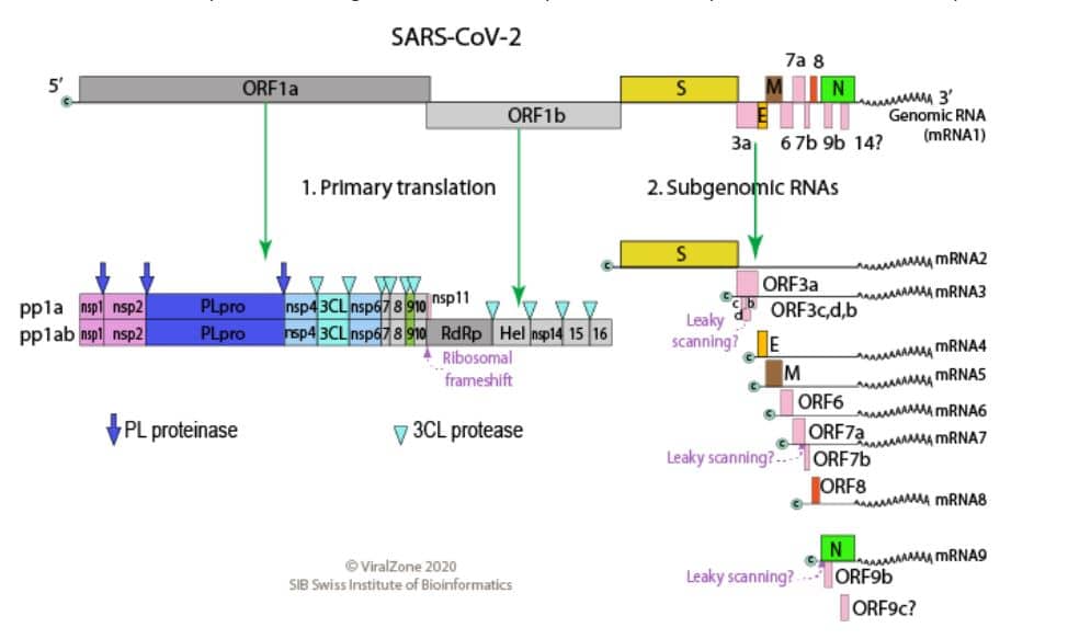 Genoma di oltre 29.000 basi del Sars-CoV-2. Credits: Swiss Institute of Bioinformatic 