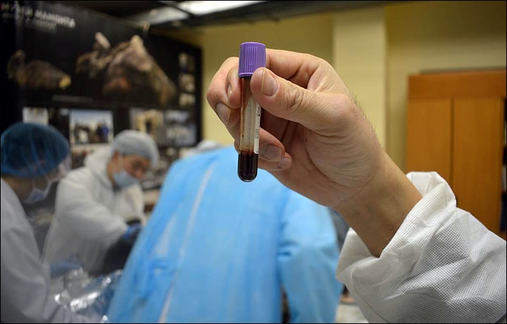 Sangue estratto dal puledro - Credits:  North-Eastern Federal University