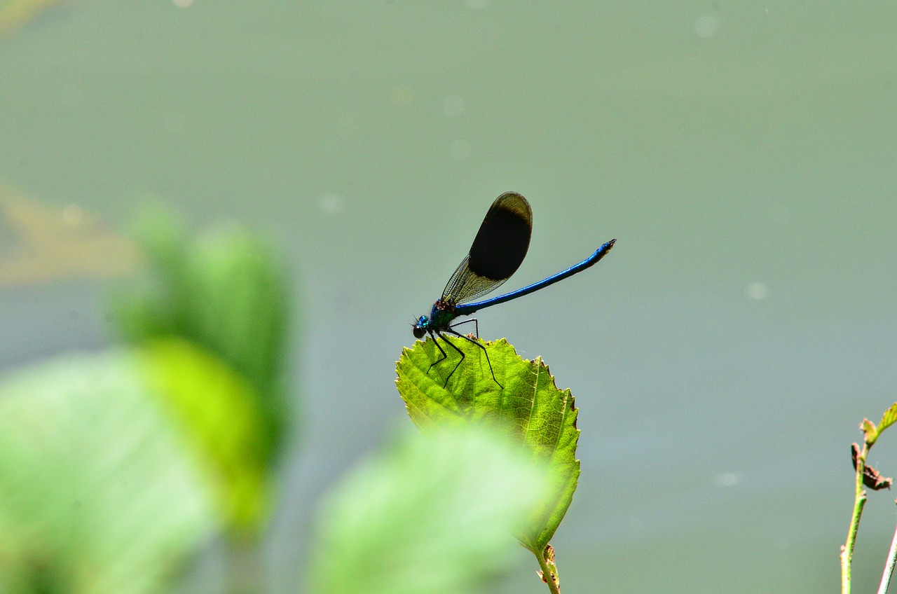 Libellulafonte: pixabay.com