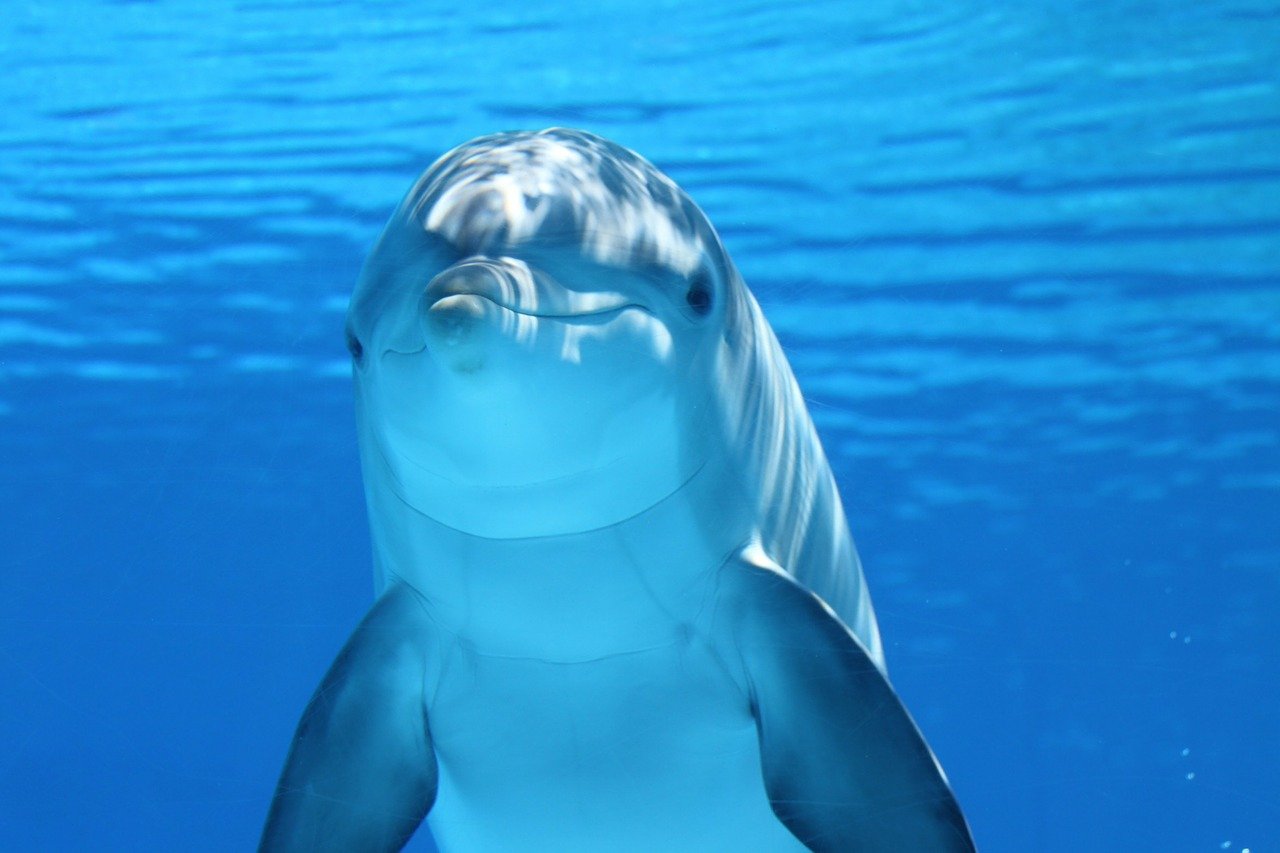 I delfini utilizzano il biosonar per la localizzazione.fonte: pixabay.com