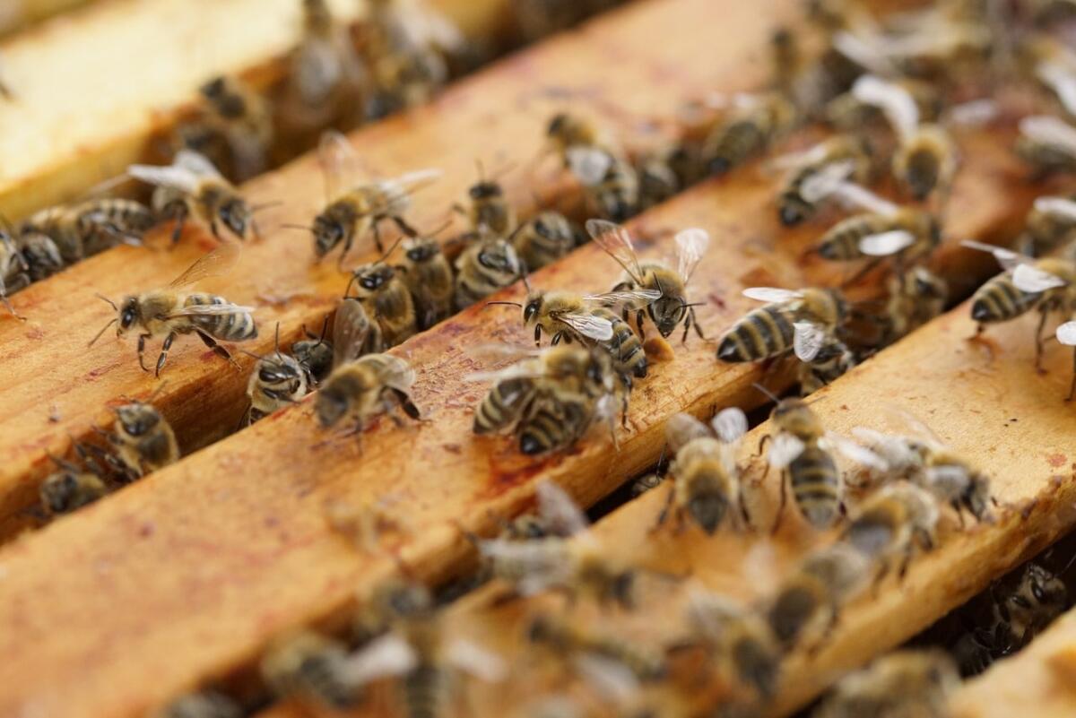 Elevati livelli di distanziamento sociale in natura per la sicurezza della comunità - Distanziamento sociale