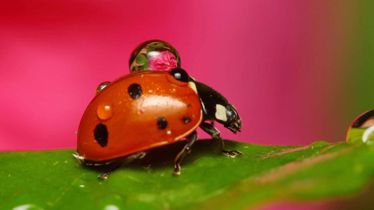 Misurato il campo gravitazionale generato da una coccinella - L'Università di Vienna ha studiato il campo gravitazionale di oggetti dalle dimensioni simili a quelle di una coccinella.