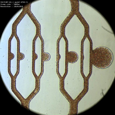 Aneurisma su chip. Credits: NTU Singapore.