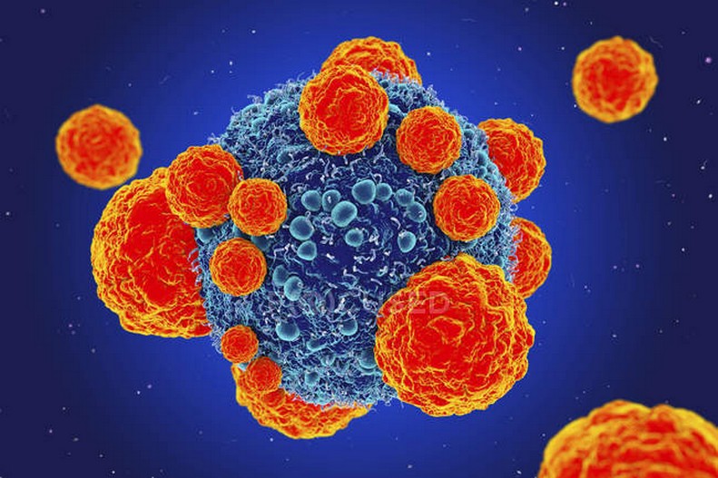 Rappresentazione di una cellula tumorale attaccata da linfociti TCredits: Farmamente