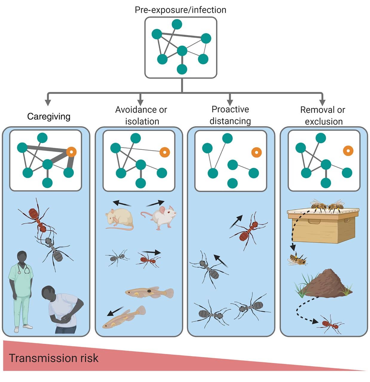 I meccanismi di distanziamento sociale influenzano il numero (linee di collegamento) e la forza (larghezza) delle connessioni di rete per individui sensibili (cerchi verdi) ed esposti e/o infetti (cerchi arancioni).Credits: sciencemag