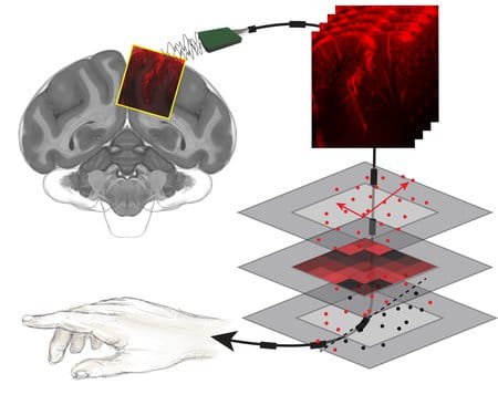 Un diagramma che illustra come gli ultrasuoni vengono utilizzati per visualizzare una regione di pianificazione motoria del cervello in primati non umani. L'attività neurale mostrata in quelle immagini cerebrali è stata quindi decodificata per corrisponde