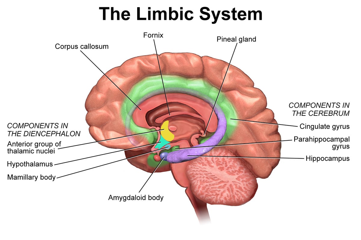 Il Sistema LimbicoCredits: Wikipedia