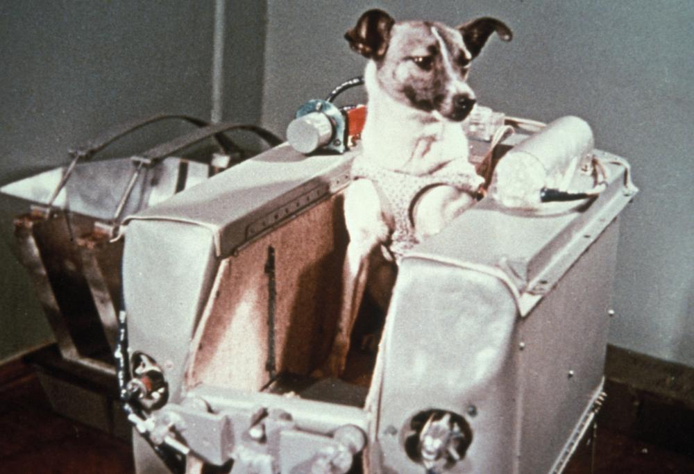 Il cagnolino conosciuto come Laika fu il primo animale in orbita, purtroppo sacrificando la vita.