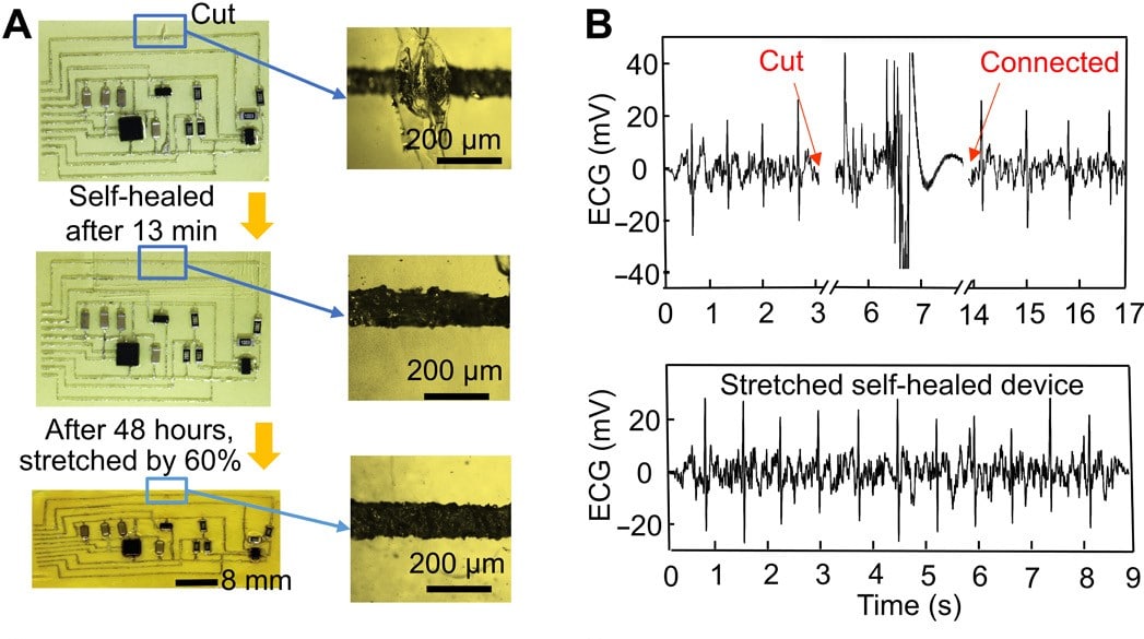Processo di rigenerazione del circuito dopo il taglio.Photo credit: Chuanqian Shi, University of Colorado, Boulder