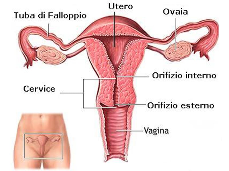 Credits: Ospedale Niguarda
