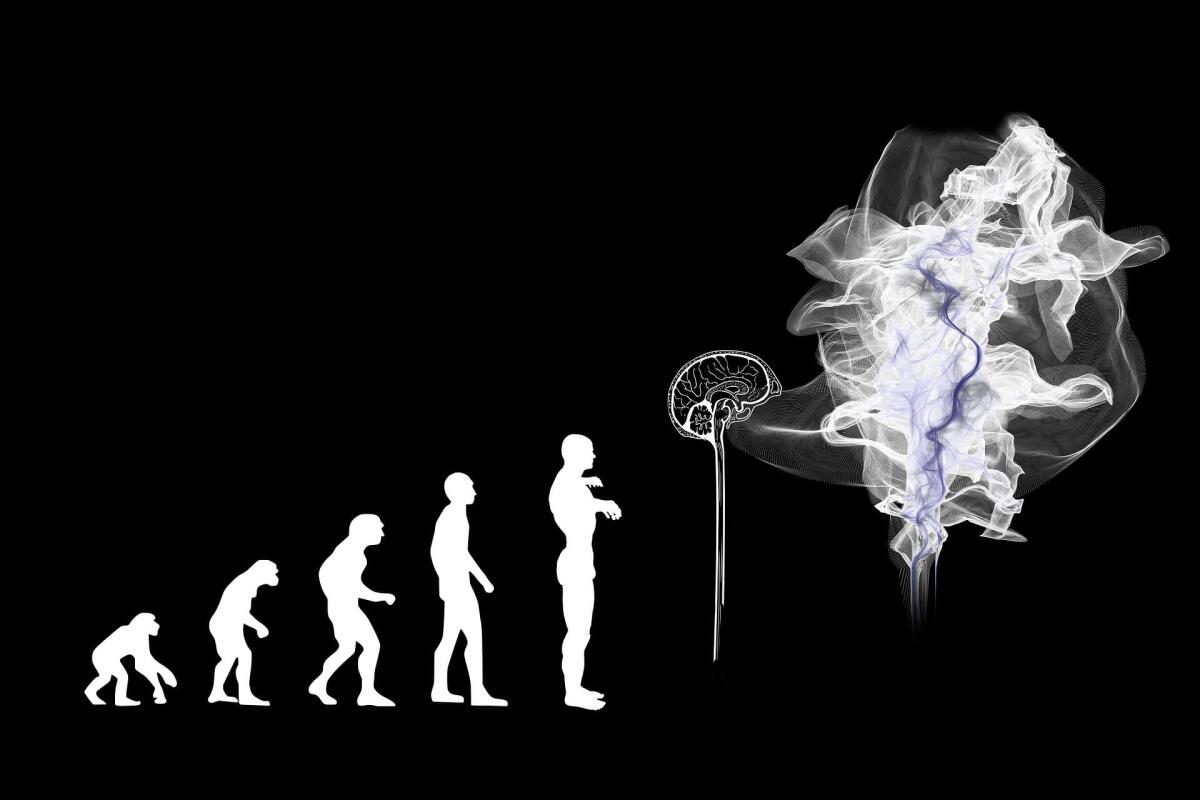 Perché il nostro cervello è più grande di quello degli altri primati? - Perché il nostro cervello è più grande di quello degli altri primati?