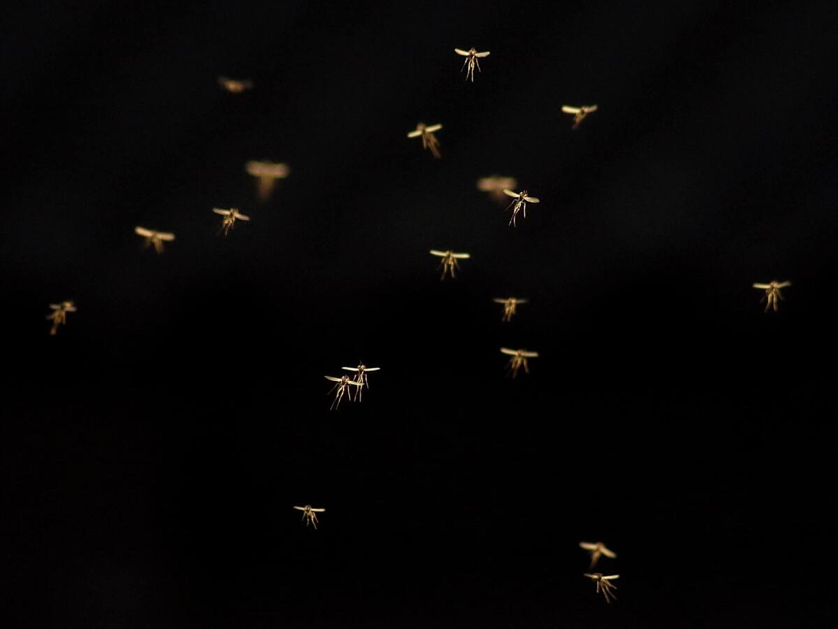 Malaria, il vaccino sperimentale R21 è efficace al 77% - 