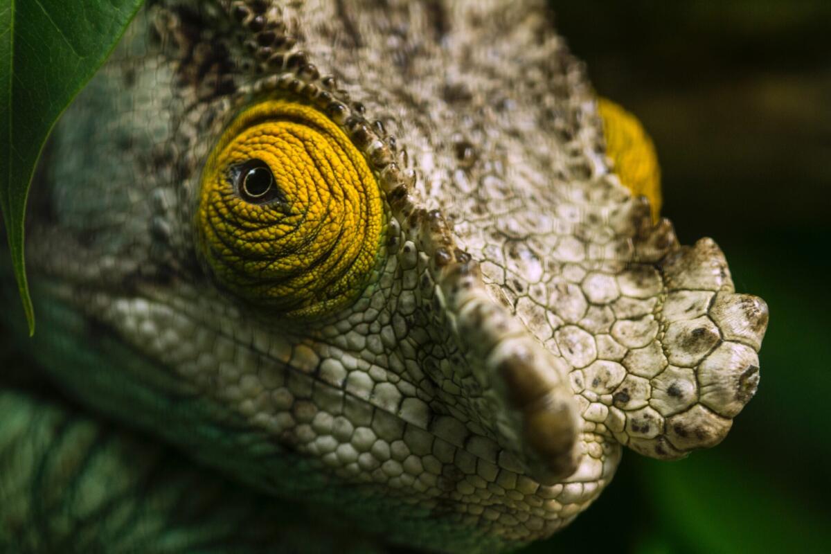 Camaleonte: un segreto fotonico dietro ai suoi colori - Credits: unsplash/sipattenden
