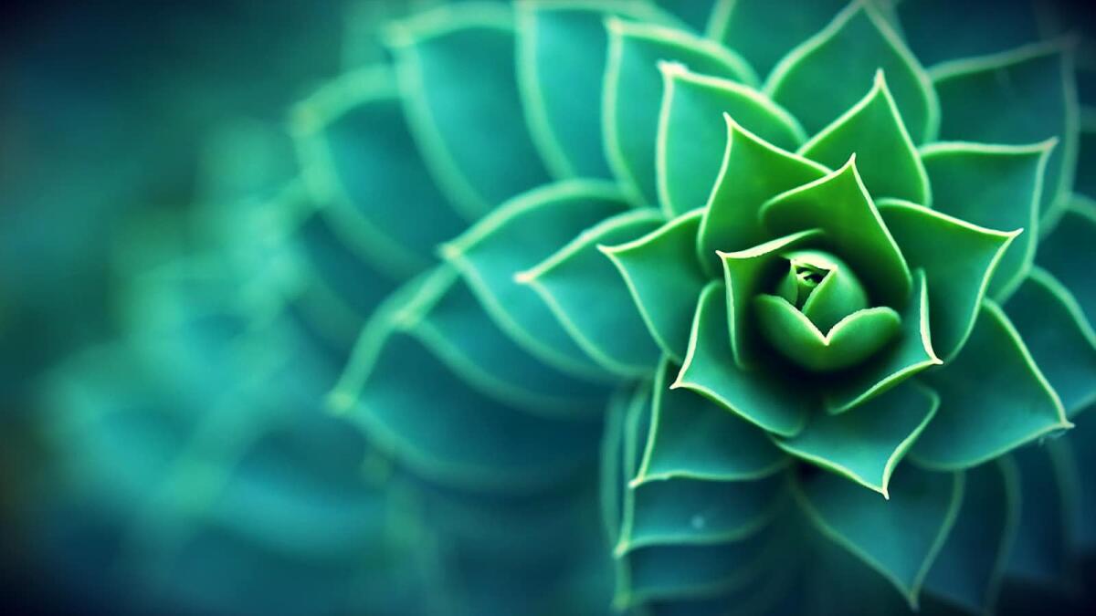 Biomimicry: la Natura come fonte di ispirazione - usgbc.org