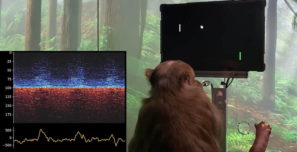 Neuralink fa videogiocare una scimmia solo con il pensiero: la nuova scommessa di Musk - 