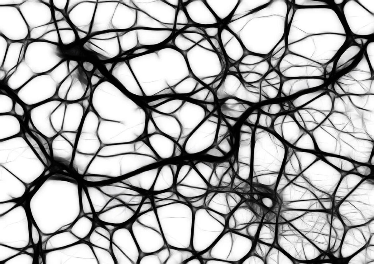La lunga vita di alcune cellule del cervello, oltre la morte - 