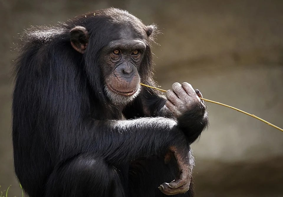 Lo scimpanzé è, evoluzionisticamente, il nostro parente più prossimo