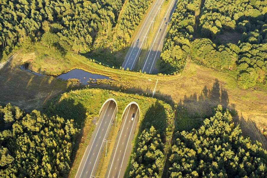 Un ponte per animali in Belgio. PH: keblog.it