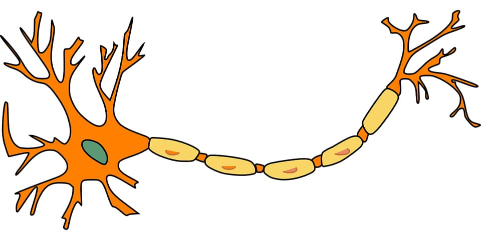 Rappresentazione schematica di un neurone