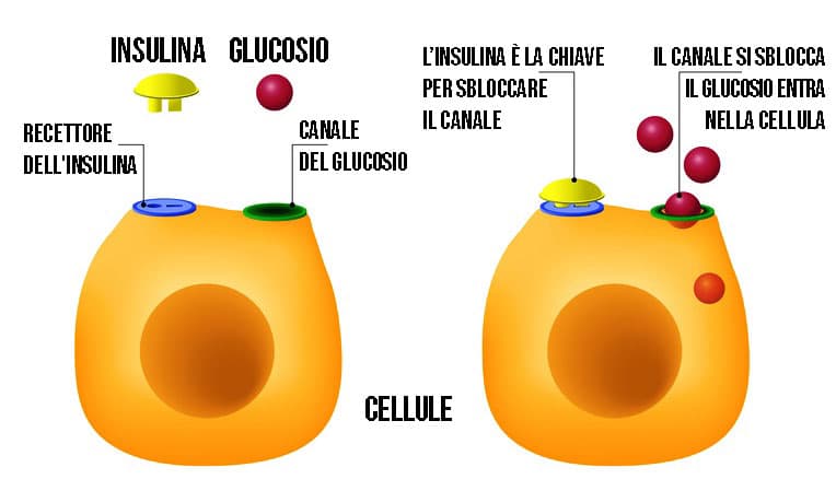Funzionamento dell'insulina nel controllo del glucosio. Credits: News-medical.net