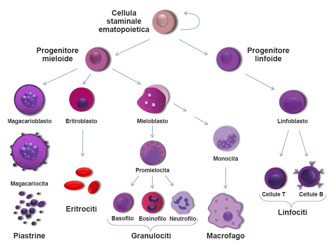Dalla cellula staminale ematopoietica (nel midollo osseo) si formano tutte le cellule del sangue