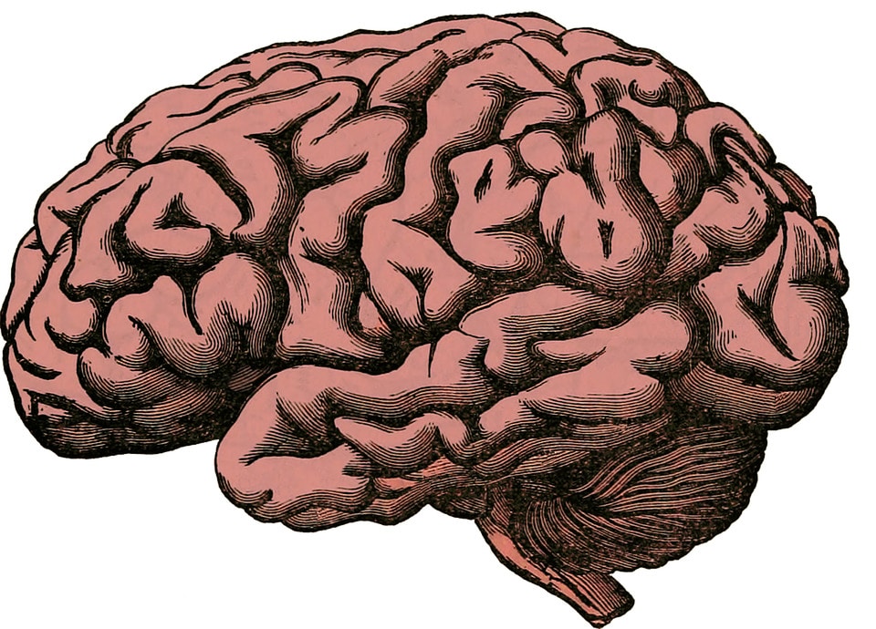 Il cervello umano è circa 3 volte più grande di quello dei nostri cugini più prossimi.