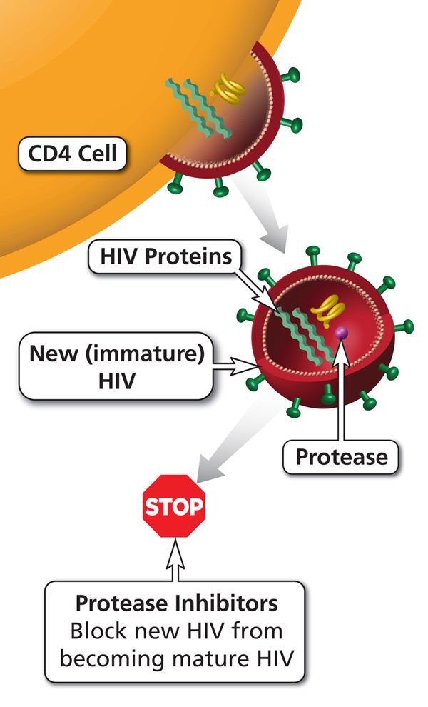 Funzionamento degli inibitori della proteasi nel caso del virus dell'HIV. Credits: National Institutes of Health