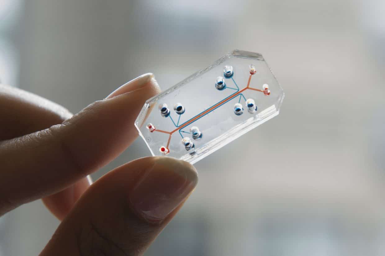 Modello di organ-on-chip. Credits: Harvard University
