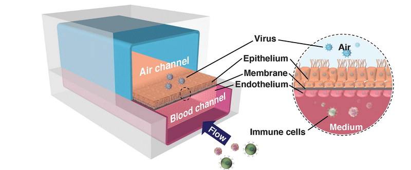Rappresentazione del lung-on-chip. Nel canale in blu fluisce l'aria, in quello disegnato in rosso un liquido simile al sangue. Credits: Wyss Institute at Harvard University