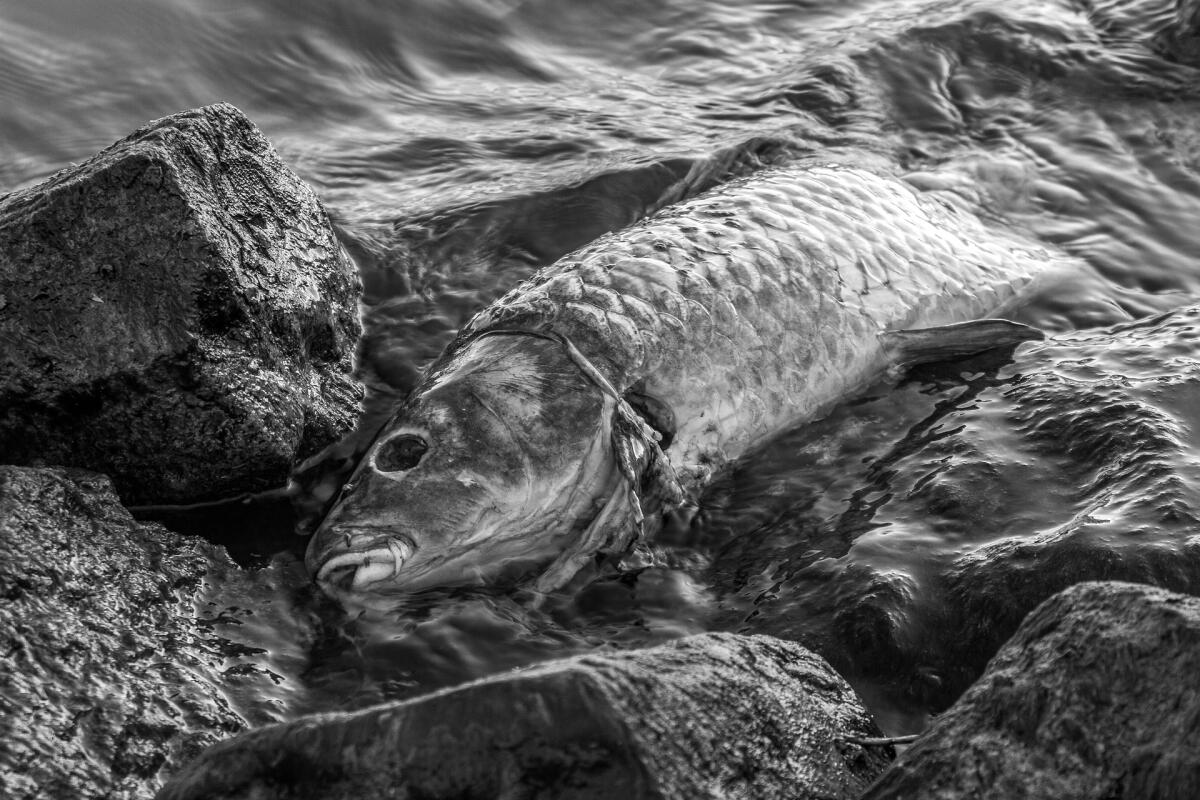 Sri Lanka: disastro ecologico in corso, rischi in aumento - 