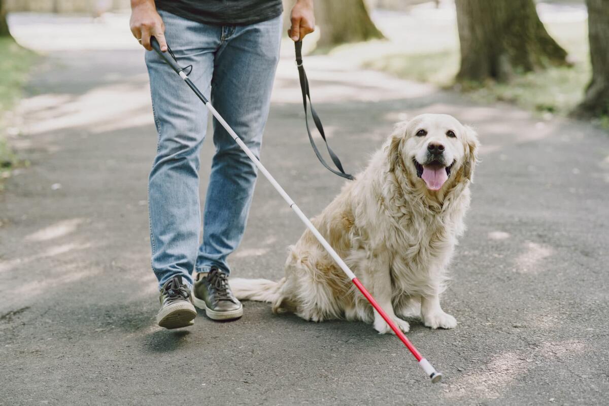 Dalla Berkeley University il primo cane guida robotico su quattro zampe - Cane guida robotico quattro zampe - freepik prostooleh