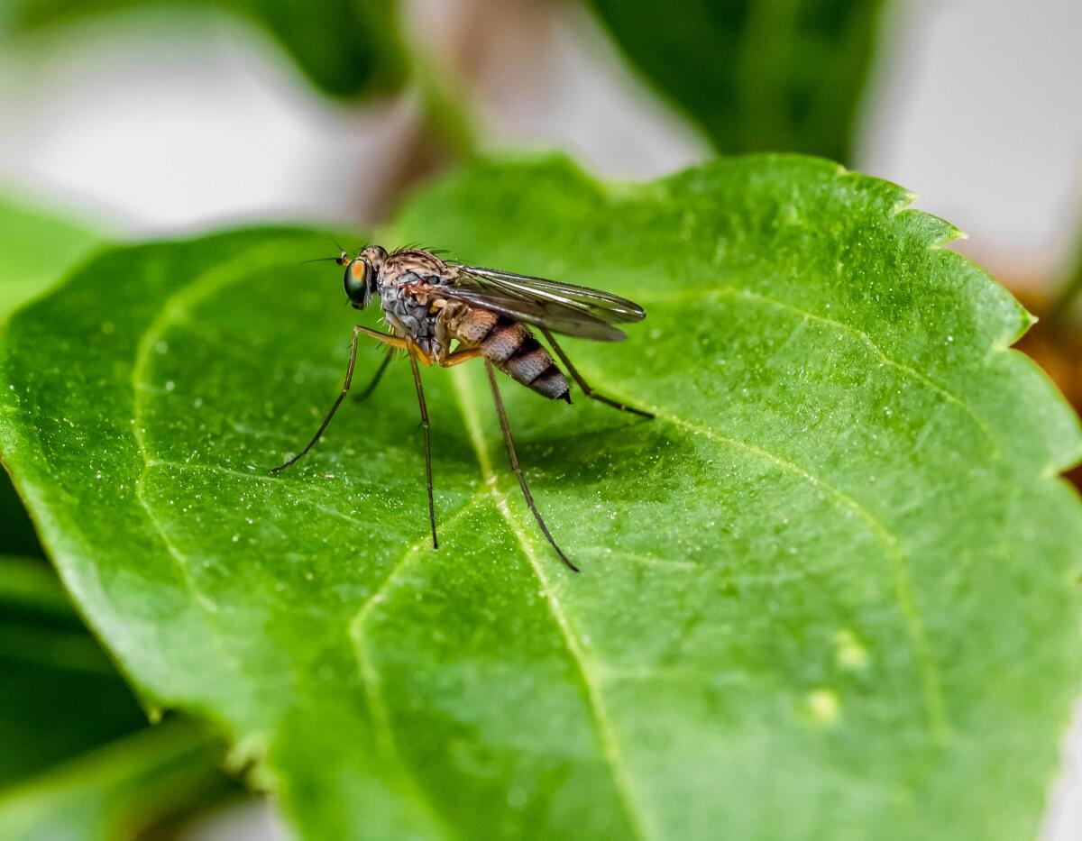 L'estate si avvicina: come prepararsi all'arrivo delle zanzare? - Zanzare in natura