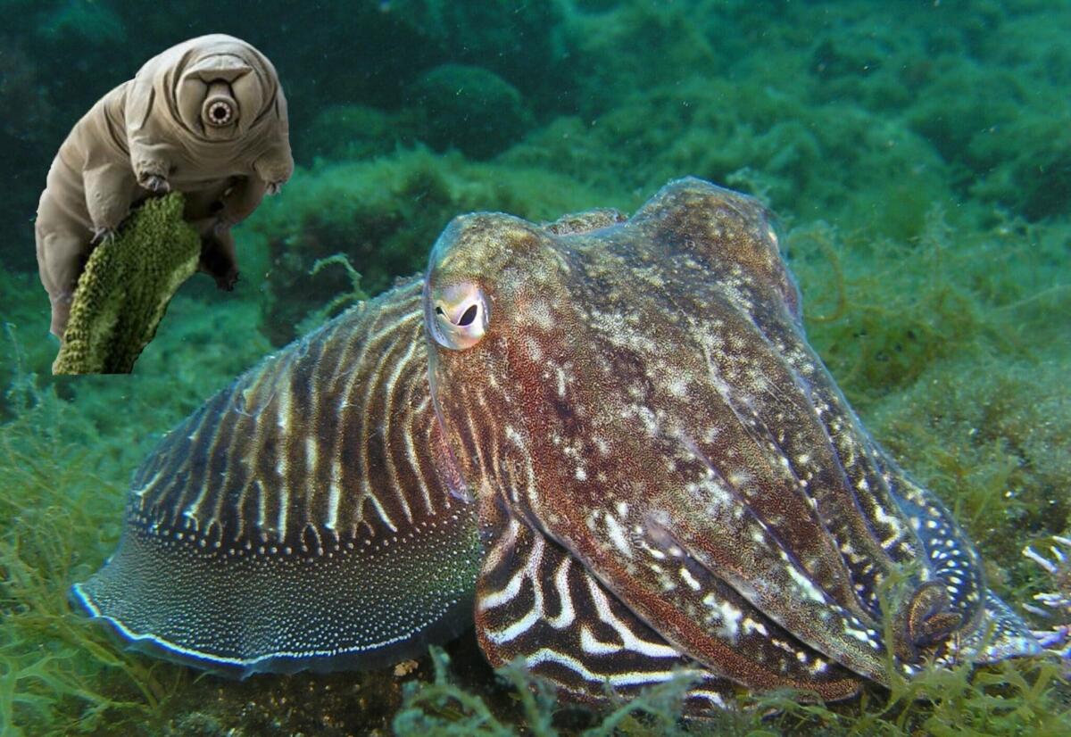 Non solo astronauti: anche seppie e tardigradi nello spazio - 