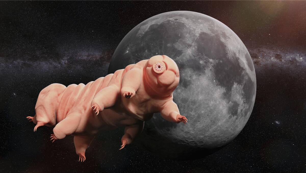 Abbiamo colonizzato la luna con i tardigradi? - 