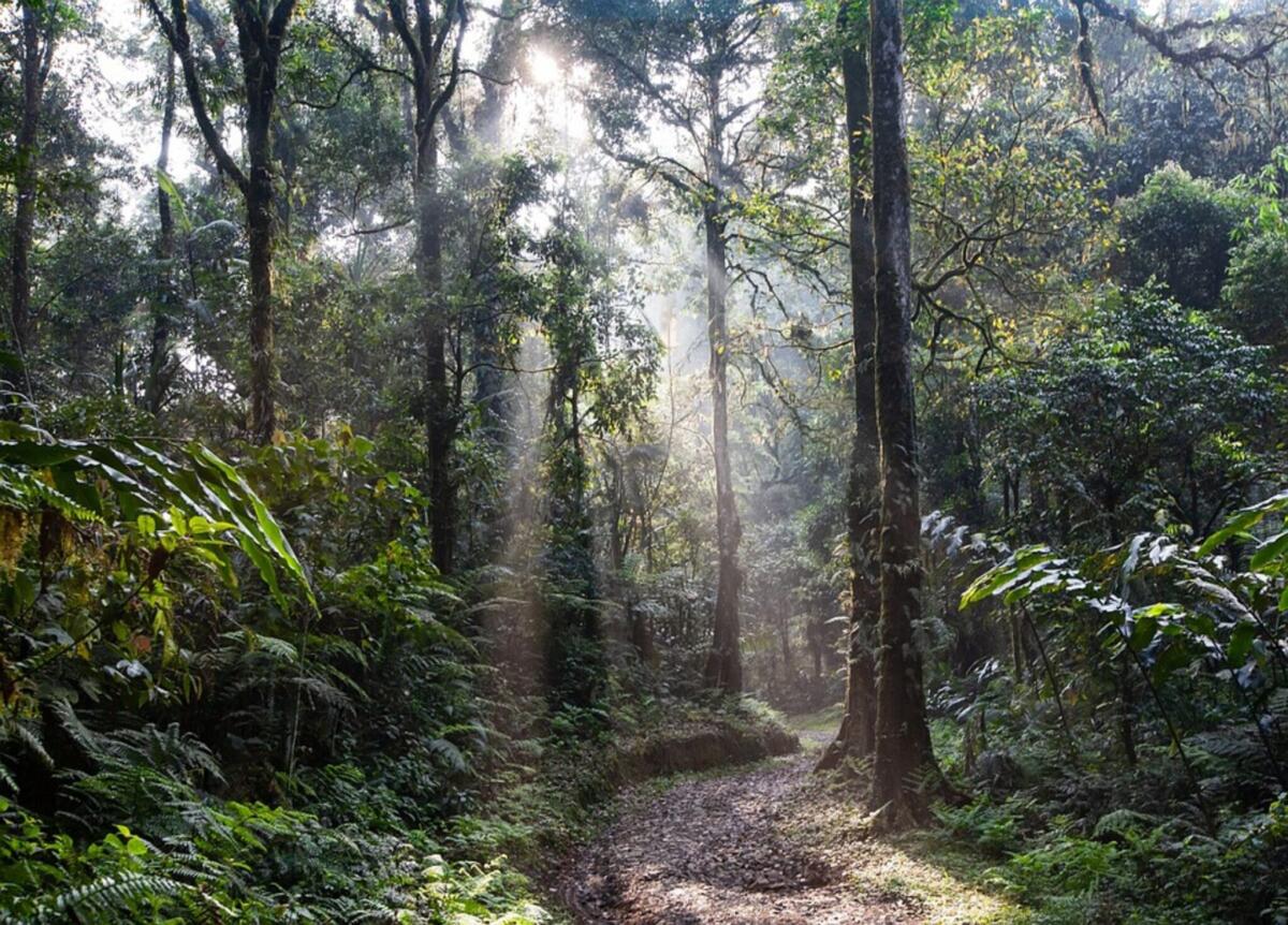 Foresta pluviale venduta alla Cina, una catastrofe ambientale - 