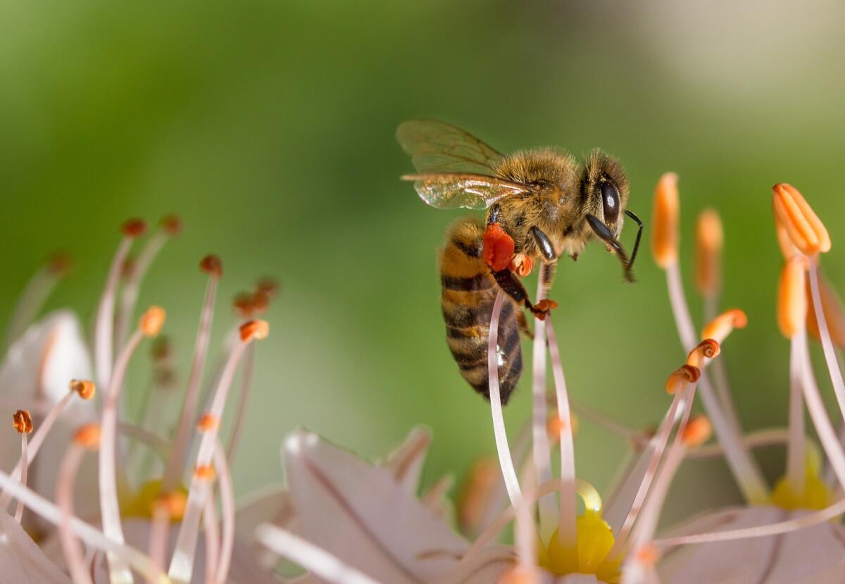 Le api possono aiutarci con il tracciamento dei positivi al coronavirus? - Le api possono aiutarci con il tracciamento dei positivi al coronavirus?