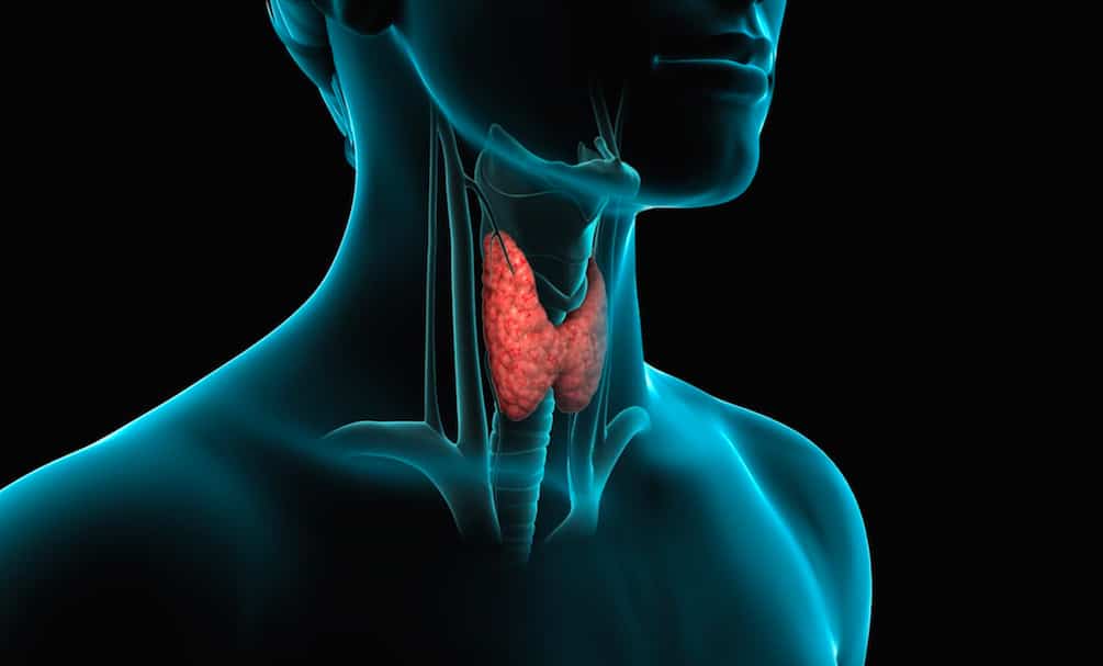 Tiroide: fisiologia, patologia e trattamenti dei disturbi.