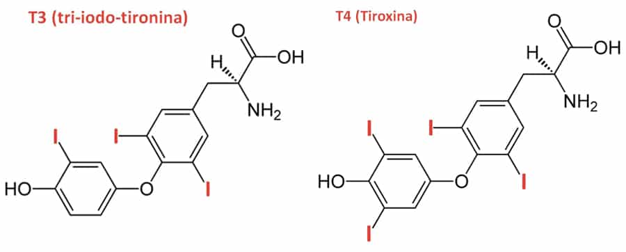 Confronto tra le strutture dei due ormoni tiroidei,la T3 (triiodotironina) contiene 3 atomi di iodio (I) mentre la T4 (tiroxina) ne contiene 4. Credits: Metabolomic Medcine