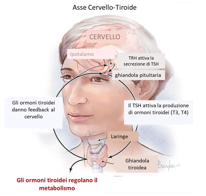 Interazione del cervello con la tiroide.  Credits: JAMA