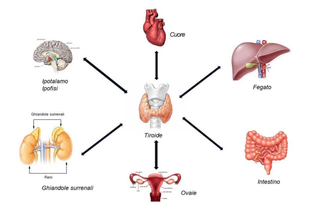 Organi direttamente interessati dall’operato della tiroide. Credits: Microbiologia Italia