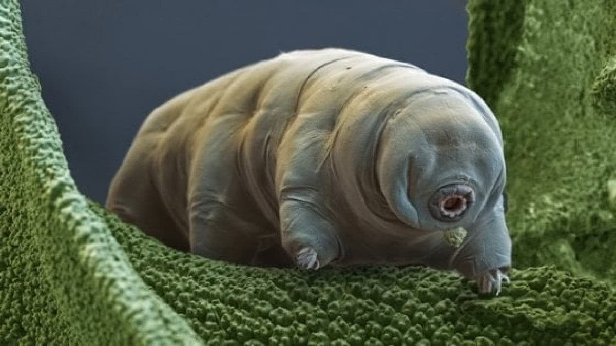 Un’immagine di tardigrade al microscopio. Credits: La Repubblica