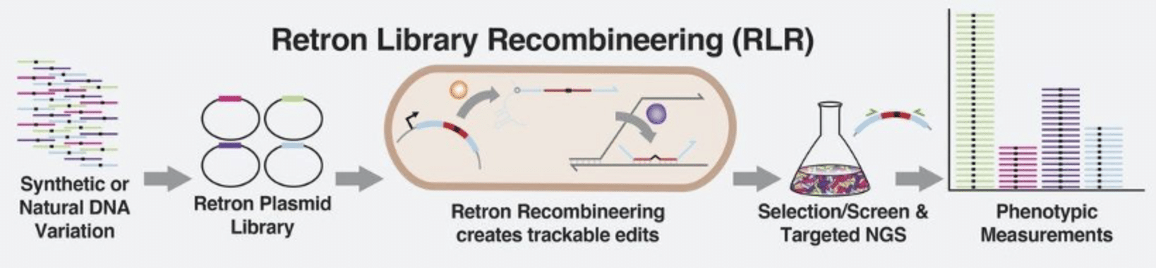 Risultato degli esperimenti effettuati con il sistema RLR. Credits: Max G. Schubert/Wyss institute