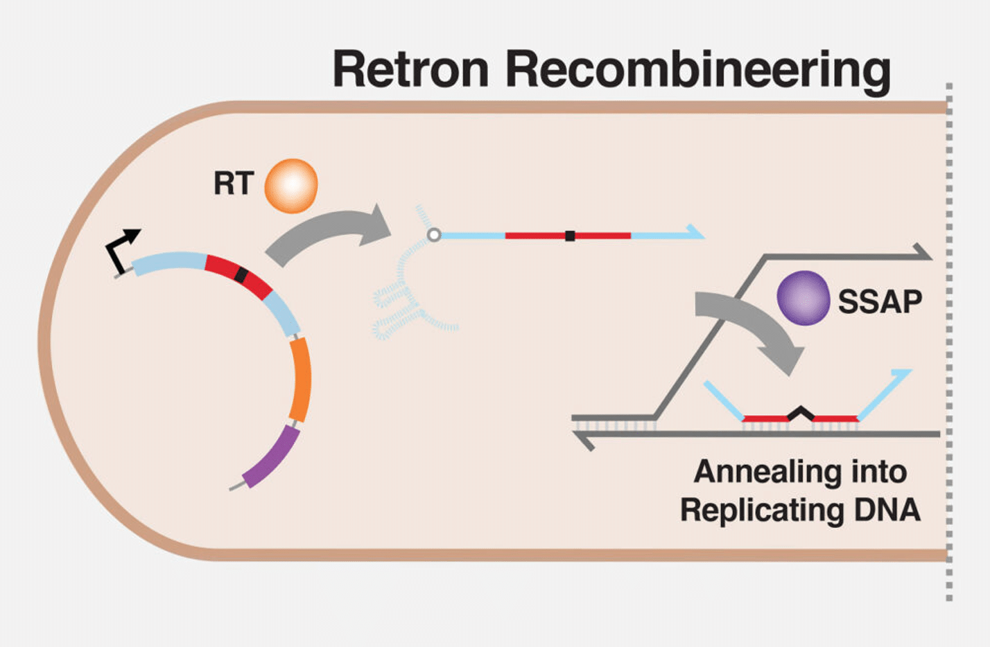 Rappresentazione del funzionamento del sistema RLR. Credits: Max G. Schubert/Wyss Institute