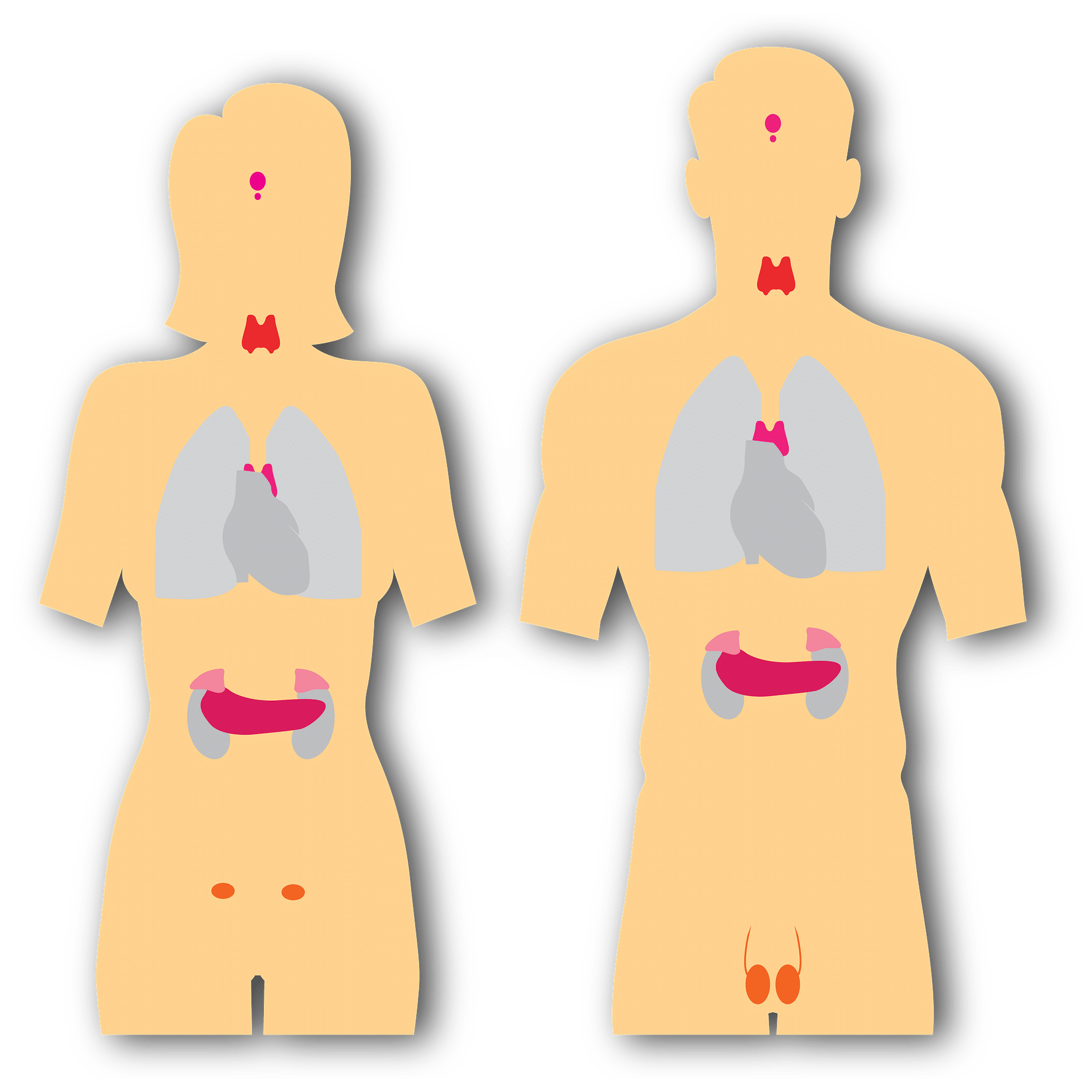 La tiroide è una ghiandola collocata in corrispondenza del confine tra laringe e trachea, alla base della porzione anteriore del collo. Il tumore della tiroide si presenta maggiormente nelle donne che negli uomini.
