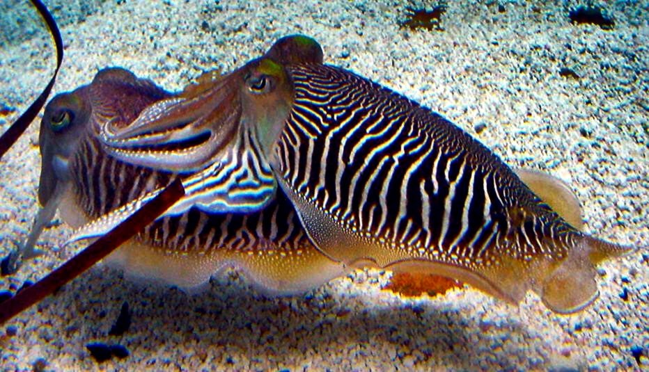 Esempio di seppia. Credits: Wikimedia.org
