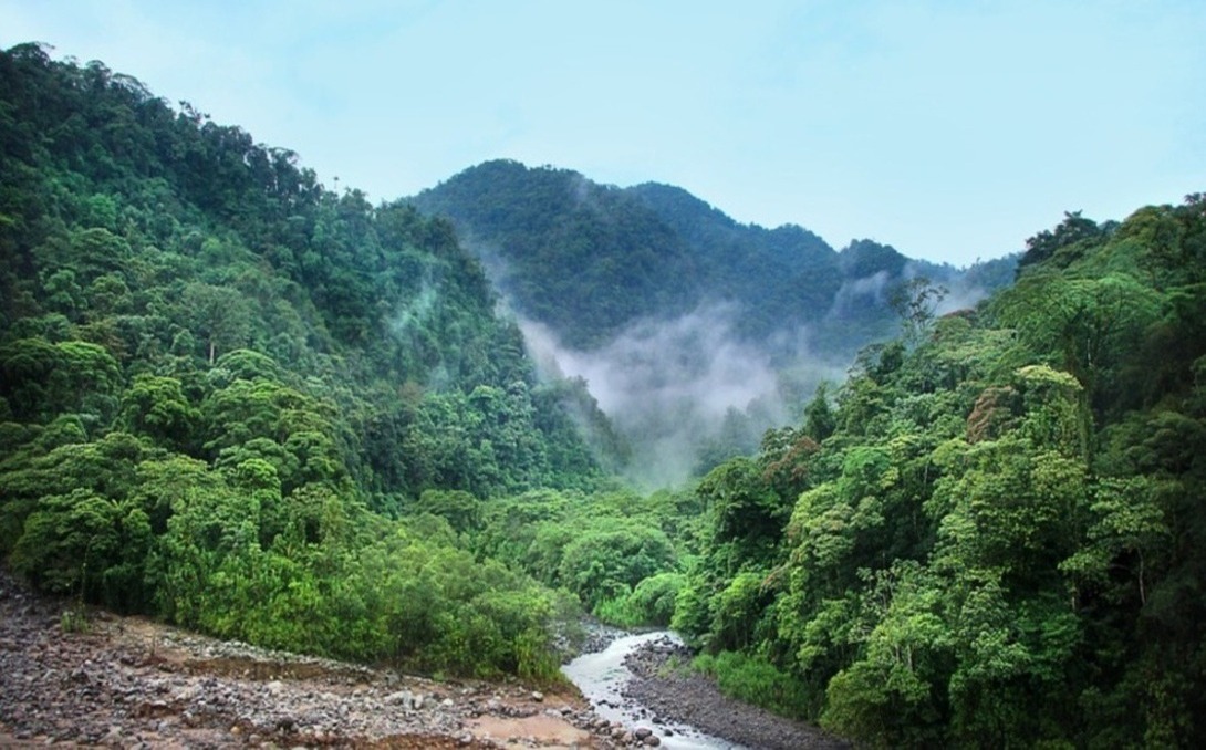 Foresta pluviale venduta alla Cina, una catastrofe ambientale