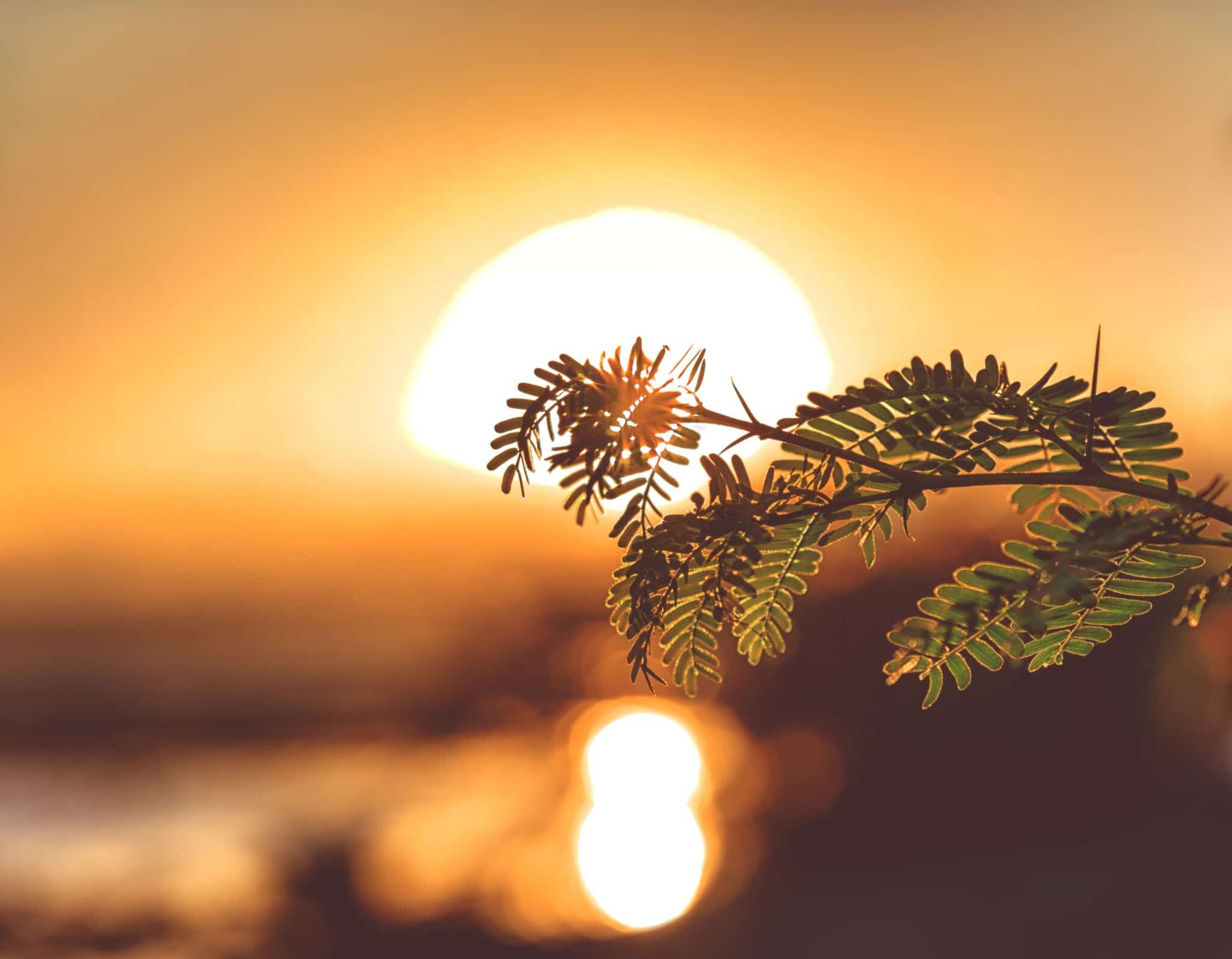 Biomimetica: la fotosintesi ispira i polimeri del futuro