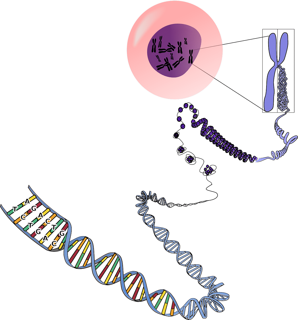 Il DNA è il materiale genetico della cellula contenuto nei cromosomi, i quali contengono i geni. Ogni cellula umana contiene 23 coppie di cromosomi.