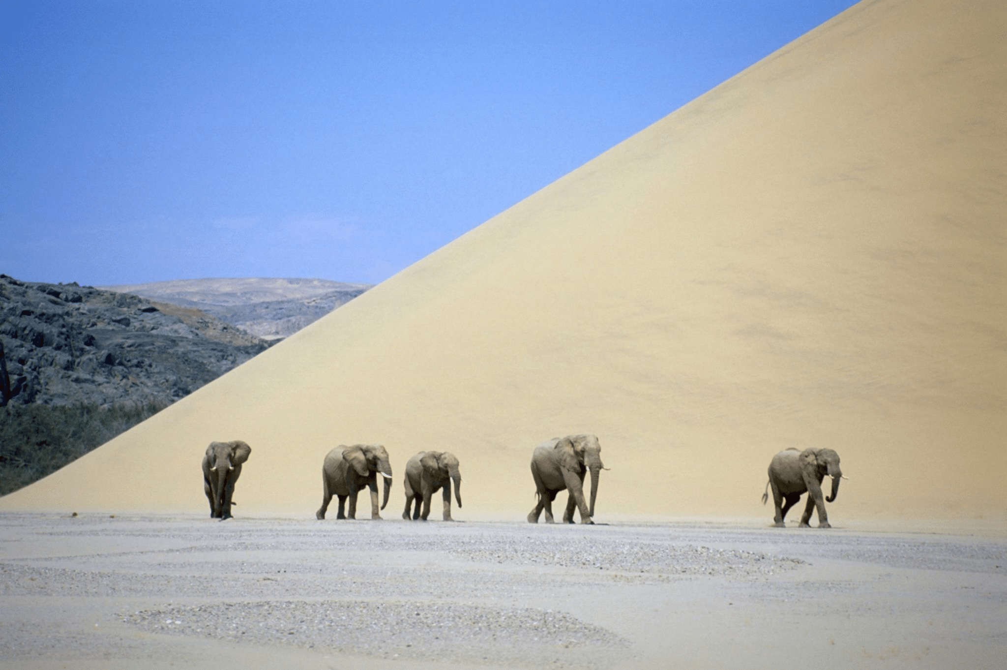 ReconAfrica tra Namibia e Botswana: catastrofe ambientale?