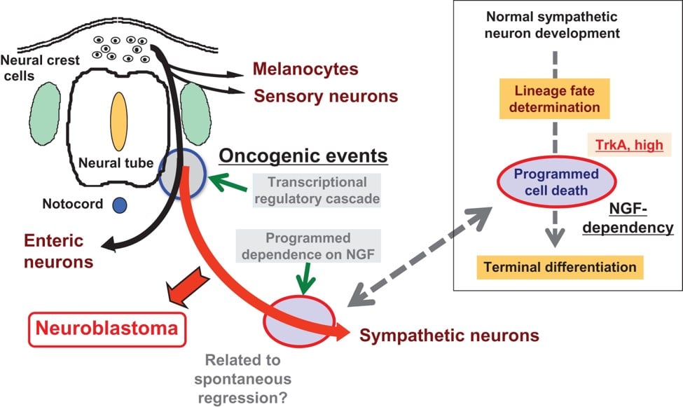 Credits: Japanese Journal of Clinical Oncology, https://doi.org/10.1093/jjco/hyx176.